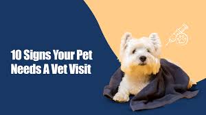 10 Signs Your Pet Needs a Vet Visit (Even If They Look Fine!) - Blog