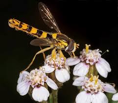 Image result for Sphaerocyperus