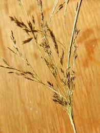 Image result for Eragrostis pilosa