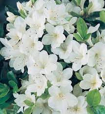 Girard White Or Gg Gerbing White Azaleas That Bloom In Shade White Azalea Landscaping Plants Azaleas