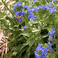 Image result for Anchusa capensis