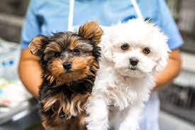 Maybe you would like to learn more about one of these? Puppy Boutique Las Vegas Reviews Pet Adoption At 4343 N Rancho Dr Las Vegas Nv