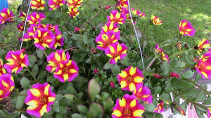 Purslane (also known as common purslane, verdolaga, red root, pursley or portulaca oleracea) is an edible plant that is packed full of nutrients, vitamins, and minerals. Beautiful Edible Dual Purpose Garden Plant Purslane Steemit