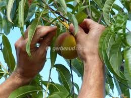 Comment Faire Murir Les Fruits