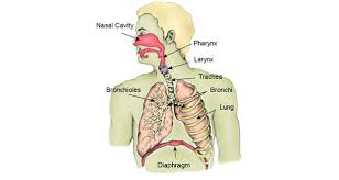 Bring air into nasal cavity via nares (nostrils) nasal cavity (location, functions) location: The Respiratory System Diagram Structure Function