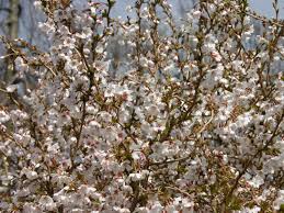 This small tree signals the start of spring as it bursts into life at the end of winter with the. Geschlitzte Kirsche Kojou No Mai Prunus Incisa Kojou No Mai Baumschule Horstmann