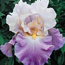 Mother Earth Reblooming Bearded Iris Breck S Bearded Iris Iris Flowers Iris Garden