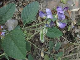 Image result for Crotalaria verrucosa
