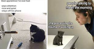 Nothing like some good old fashion funny cat memes to ease outta the blah zone. Effycozxokmgm