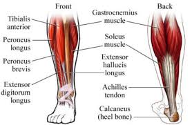 12 photos of the muscles labeled front and back. Leg Structure Muscles Nerves Bones Anatomy Function Science Online