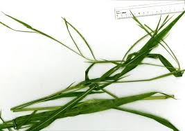 Image result for Rottboellia