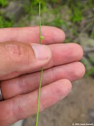 Image result for Schoenoplectiella