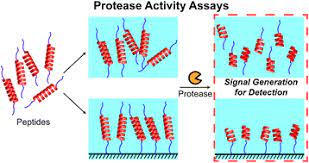 This article is about the structure and properties of proteolytic enzymes. Recent Developments In Protease Activity Assays And Sensors Analyst Rsc Publishing