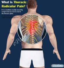 Pin On Anatomie