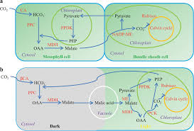 A cell wall , a large central vacuole , and plastids such as chloroplasts. The Role Of Cis Elements In The Evolution Of Crassulacean Acid Metabolism Photosynthesis Horticulture Research
