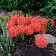 Image result for Mimulopsis runssorica