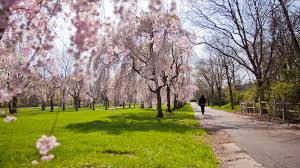 Image result for Cherry blossom trees