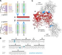 Maybe you would like to learn more about one of these? Molecular Basis For The Evolution Of Species Specific Hemoglobin Capture By Staphylococcus Aureus Mbio