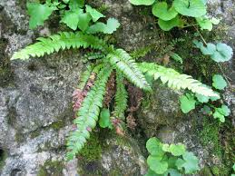 Image result for Lonchitis