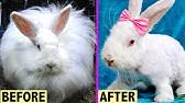 Bathing a child is also one of those vulnerable situations that could predispose to accusations of misconduct if not handled correctly. Baby Bunny Takes A Bath Youtube