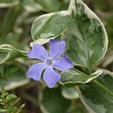 Image result for Vinca major