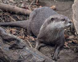 Asian Small Clawed River Otter Wildlife Photography River Otter Otters