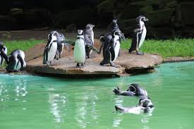 Young sea lions can already swim, but they quickly become supercooled in the water. Warum Sich Der Zoo Dortmund Nicht Lohnt