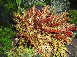 Image result for Selaginella perpusilla