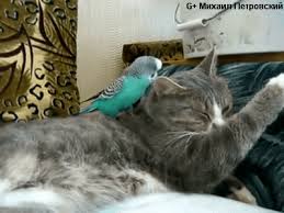 Résultat de recherche d'images pour "images gif fleurs avec des chats"