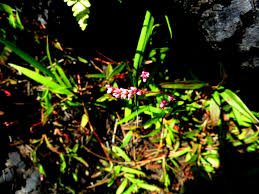 Image result for Persicaria madagascariensis