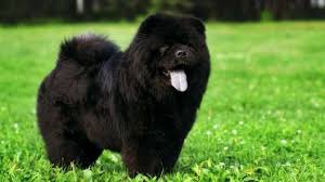 All Black Bernese Mountain Dog Pin On Mack