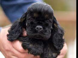 Ania S Cockers Has Puppies For Sale On Akc Puppyfinder Black Cocker Spaniel Puppies Black Cocker Spaniel Spaniel Puppies
