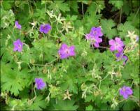 Image result for Geranium vagans