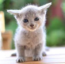 Russian Blue Kitty Russian Blue Kittens For Sale Russian Blue Cats For Sale Russian Blue For Sale Orla Russian Blue Kittens