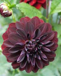 Dahlia Arabian Night Dahlia Flowers Arabian Knights