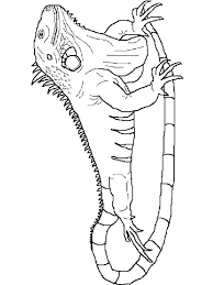 These spring coloring pages are sure to get the kids in the mood for warmer weather. Free Iguana Coloring Pages Download And Print Iguana Coloring Pages
