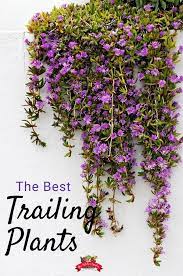 Fill your hanging flower baskets with the right plants and watch butterflies and hummingbirds flock to your garden or patio. The Best Trailing Plants Hanging Plants Outdoor Plants Plants For Hanging Baskets