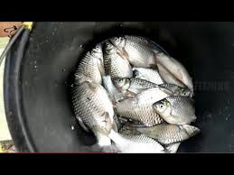 Lalu masukkan ikan tengiri, proses hingga halus. Umpan Super Mancing Ikan Tawes Di Sungai Bikin Gak Berhenti Strike Youtube