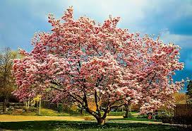 The cucumber tree (magnolia acuminata) is one of the hardiest and most common of ohio's magnolia species. Jane Magnolia Trees For Sale Buy Jane Magnolias The Tree Center