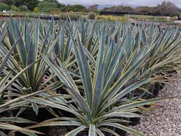 Did you scroll all this way to get facts about cactus tequila? Agave Tequilana Sunrise Sunrise Tequila Agave World Of Succulents