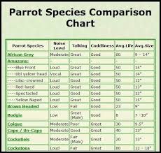 parrot chart related keywords suggestions parrot chart