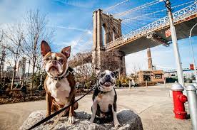 Maybe you would like to learn more about one of these? These Neighborhoods In Queens Are The Most Dog Friendly In The Borough Study Finds Qns Com