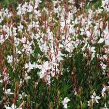 Whirling butterflies gaura lindheimeri plant description: Prachtkerze Whirling Butterflies Gaura Lindheimeri Whirling Butterflies Native Plants