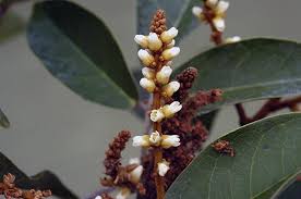 Image result for Connaraceae