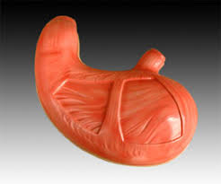 Image result for human stomach