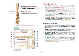 Ve fibula'nın disal kısmının tibia ile kaynaşmasından şekillenmiş olan malleolus lateralis bulunur. Humerus Kemikler Tuberculum Majus Rotator Cuff Kaslarindan