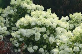 Image result for Gaertnera paniculata