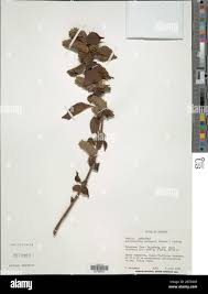 Image result for Achyrospermum