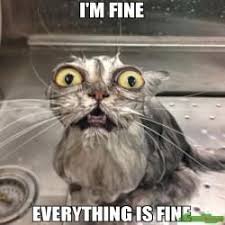 I M Fine Everything Is Fine Meme Funny Animals Animals Cats