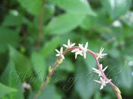 Image result for Petiveria alliacea